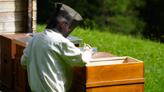 Arno Jäger ist im Sommer am liebsten bei seinen Bienenvölkern. Foto: Michelle Zbinden Arno Jäger ist im Sommer am liebsten bei seinen Bienenvölkern.