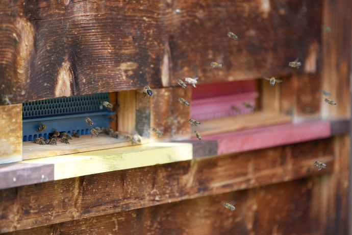 Fleissige Bienen. Foto: Michelle Zbinden Fleissige Bienen.