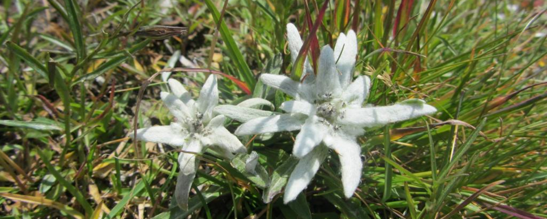 Piz Motnair, Edelweiss auf dem Gipfel