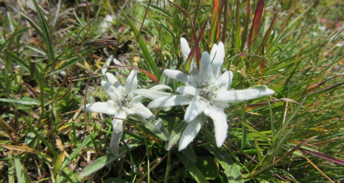 Piz Motnair, Edelweiss auf dem Gipfel