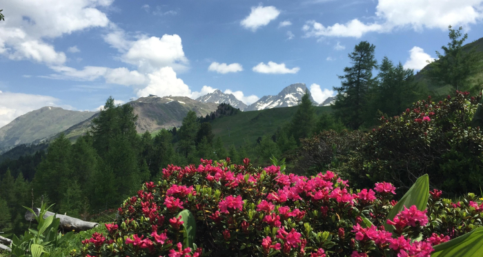 Alpenrosen