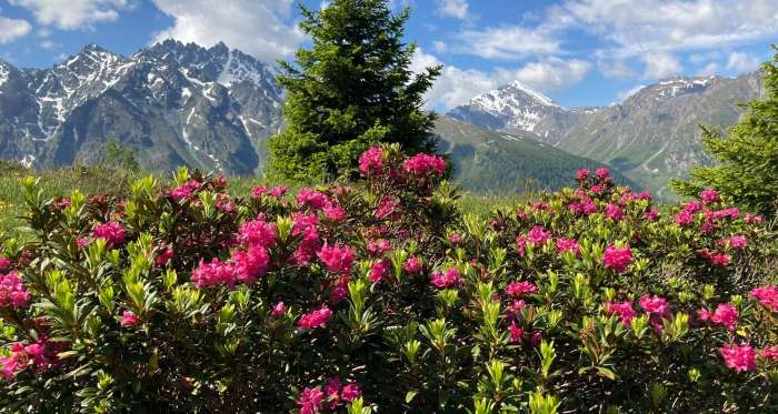 Alpenrosen mit Piz Mundin.