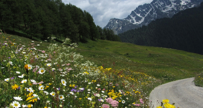 Alp Bella