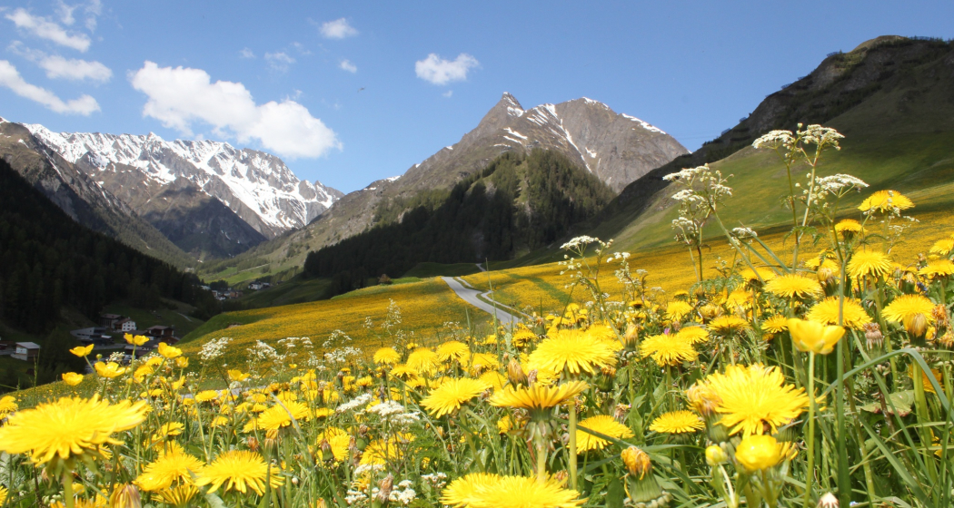 Löwenzahn blüht im Samnauntal Löwenzahn blüht im Samnauntal
