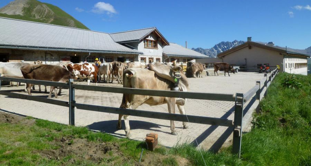 Alp Bella Alp Bella