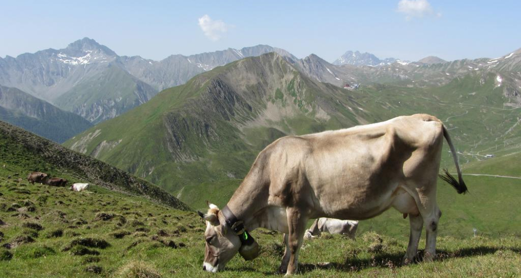 Fliesseralpe und Alp Bella Fliesseralpe und Alp Bella