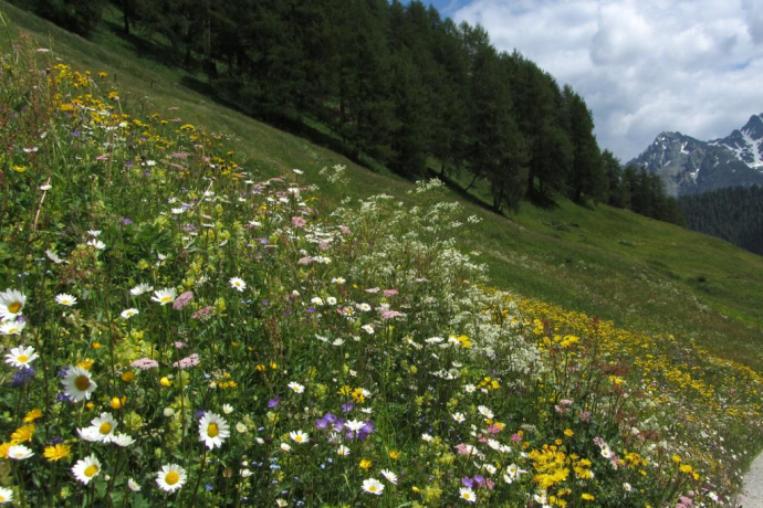 Pflanzenpfad (oua_10806295_image) Pflanzenpfad (oua_10806295_image)