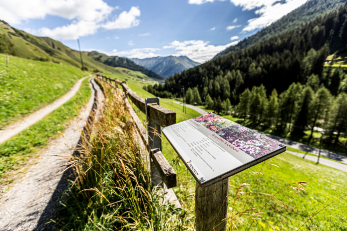 Pflanzenpfad Samnaun Pflanzenpfad Samnaun