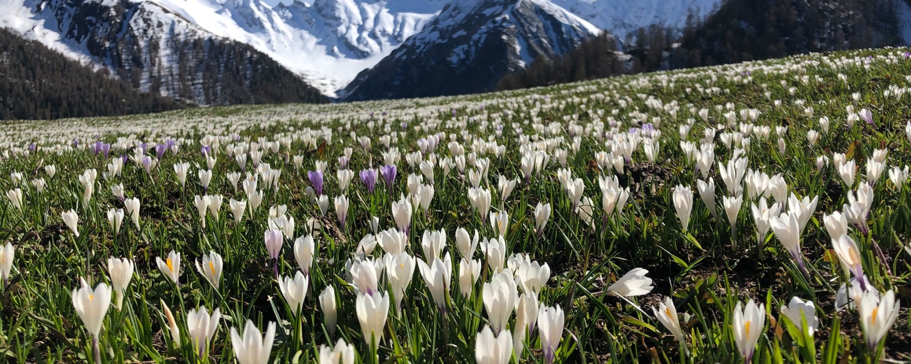 Krokusse in Samnaun
