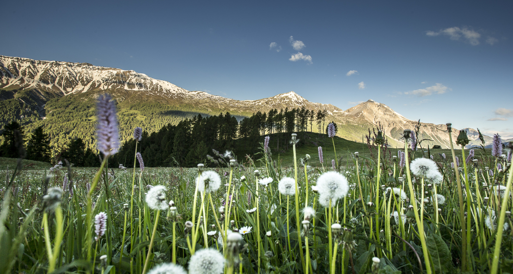 medinmitteilung-tessvm-und-naturpark-biosfera-titelbild medinmitteilung-tessvm-und-naturpark-biosfera-titelbild