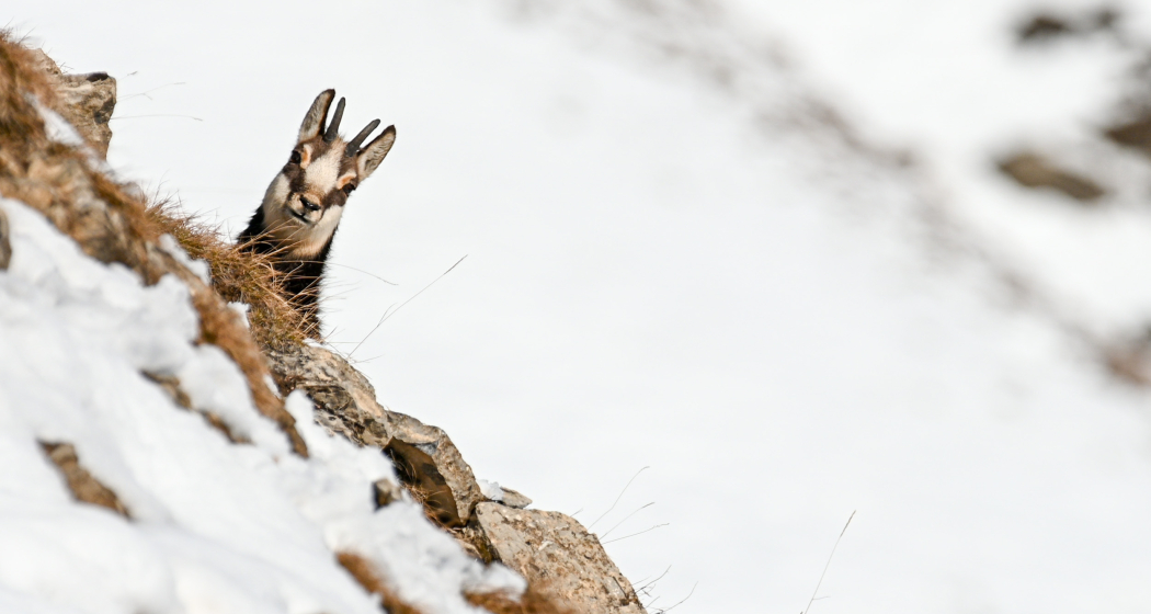 tiere-gams-natur-winter-winterruhe