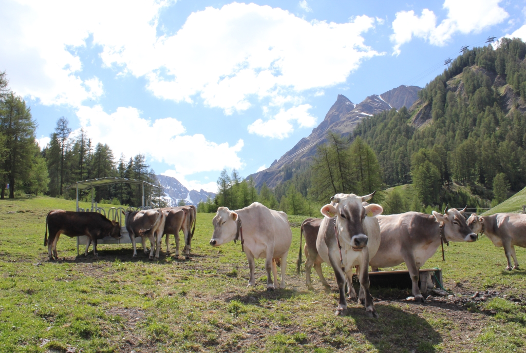 Mutterkühe in Samnaun