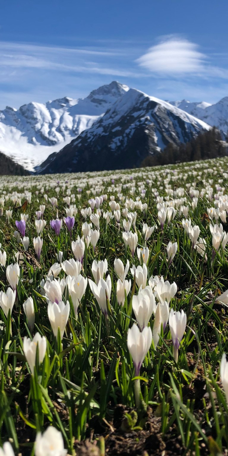 Krokusse in Samnaun