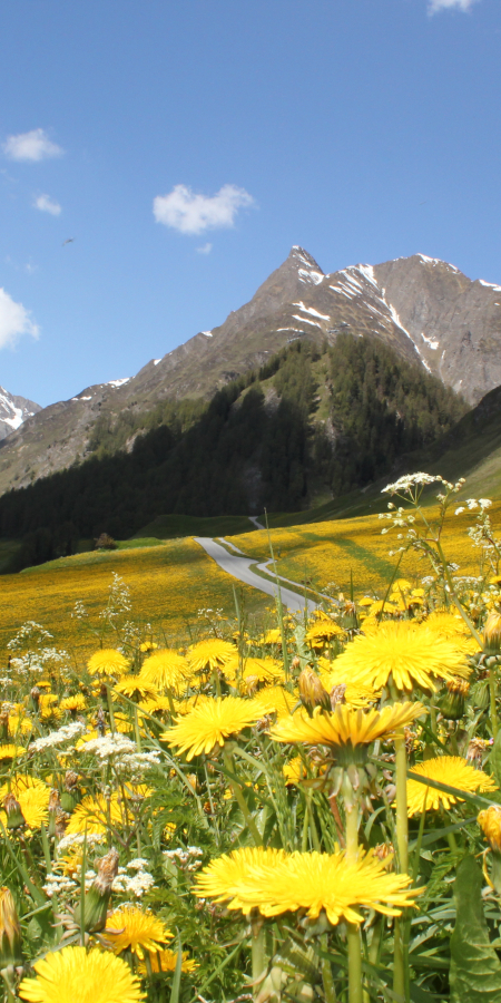 Löwenzahn in Samnaun