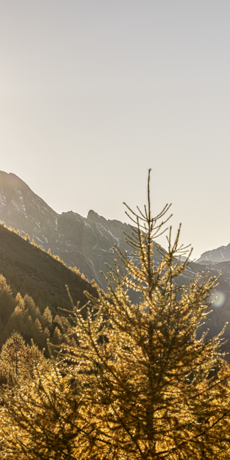 Herbst