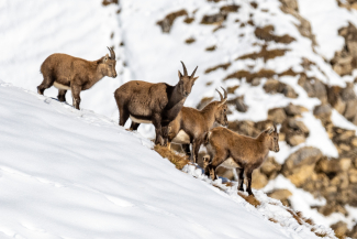 tiere-steinbock-winter