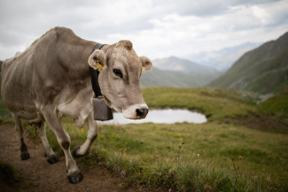 Bevor sie die Beine hochlagern können, müssen die Kühe aber nochmals in den Stall getrieben und gemolken werden. Bevor sie die Beine hochlagern können, müssen die Kühe aber nochmals in den Stall getrieben und gemolken werden.