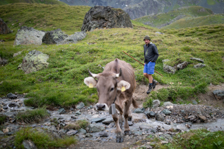 Arbeit mit Kühen auf der Alp. Bild: Dominik Täuber Arbeit mit Kühen auf der Alp. Bild: Dominik Täuber
