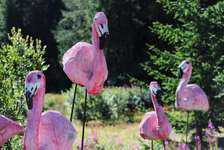 Helmut Tschiderer Flamingos Helmut Tschiderer Flamingos