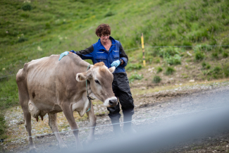 Bevor sie die Beine hochlagern können, müssen die Kühe aber nochmals in den Stall getrieben und gemolken werden. Bevor sie die Beine hochlagern können, müssen die Kühe aber nochmals in den Stall getrieben und gemolken werden.