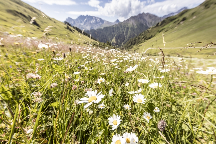 Bergblumen in Samnaun