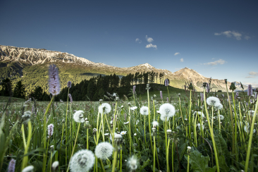 medinmitteilung-tessvm-und-naturpark-biosfera-titelbild