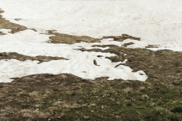 Sommerkampagne_Murmelipfeifen